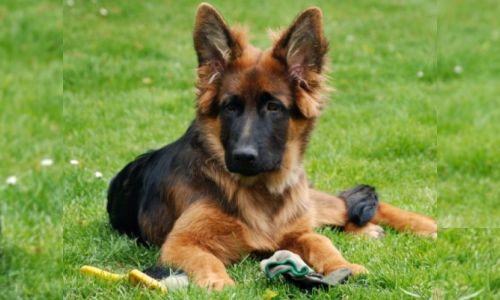 Futterzusätze Hund und Nahrungsergänzungsmittel Hund online kaufen bei Alisa Tiernahrung